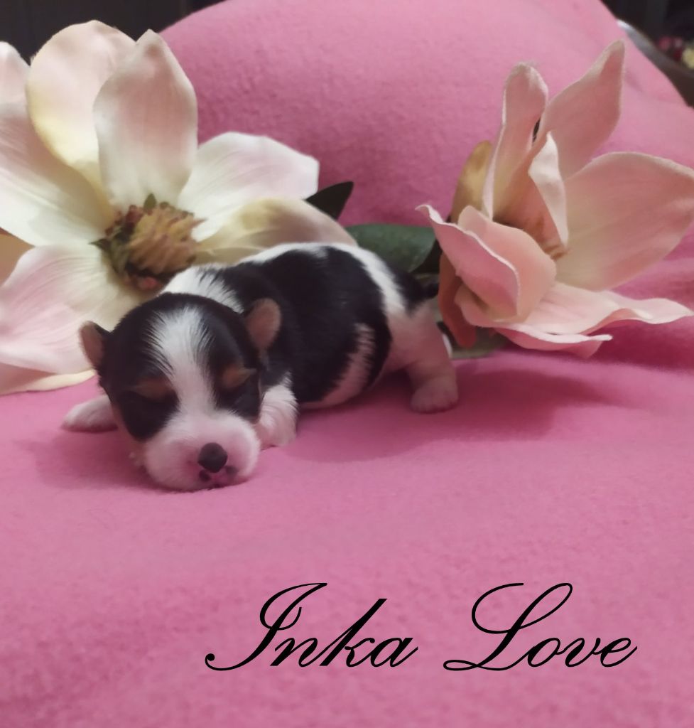 Inka love (Sans Affixe)