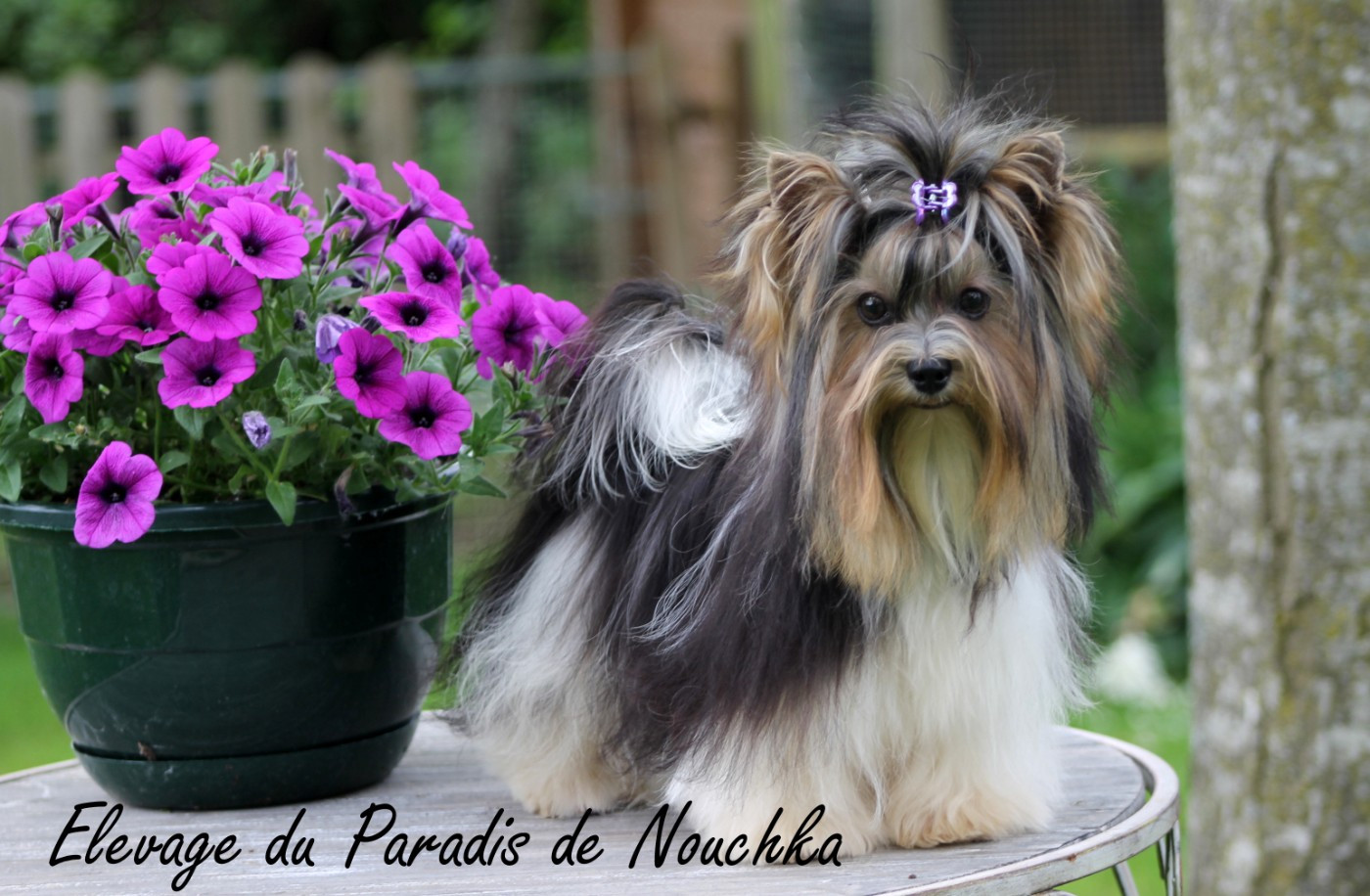 "Sasha" Kent Lapik haus black bist