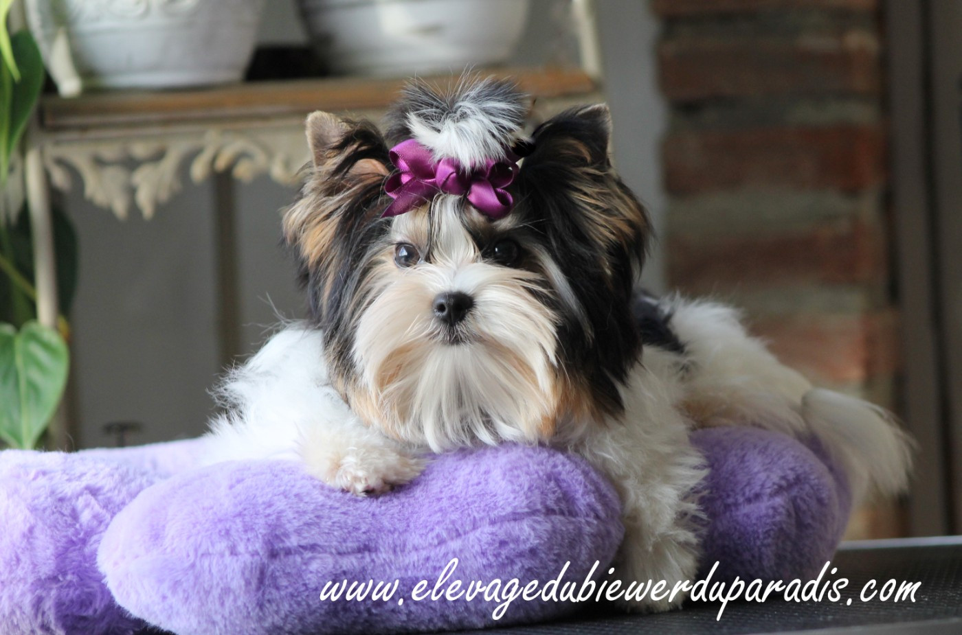 DOLCE VITA Klan Biewer Rott (Sans Affixe)