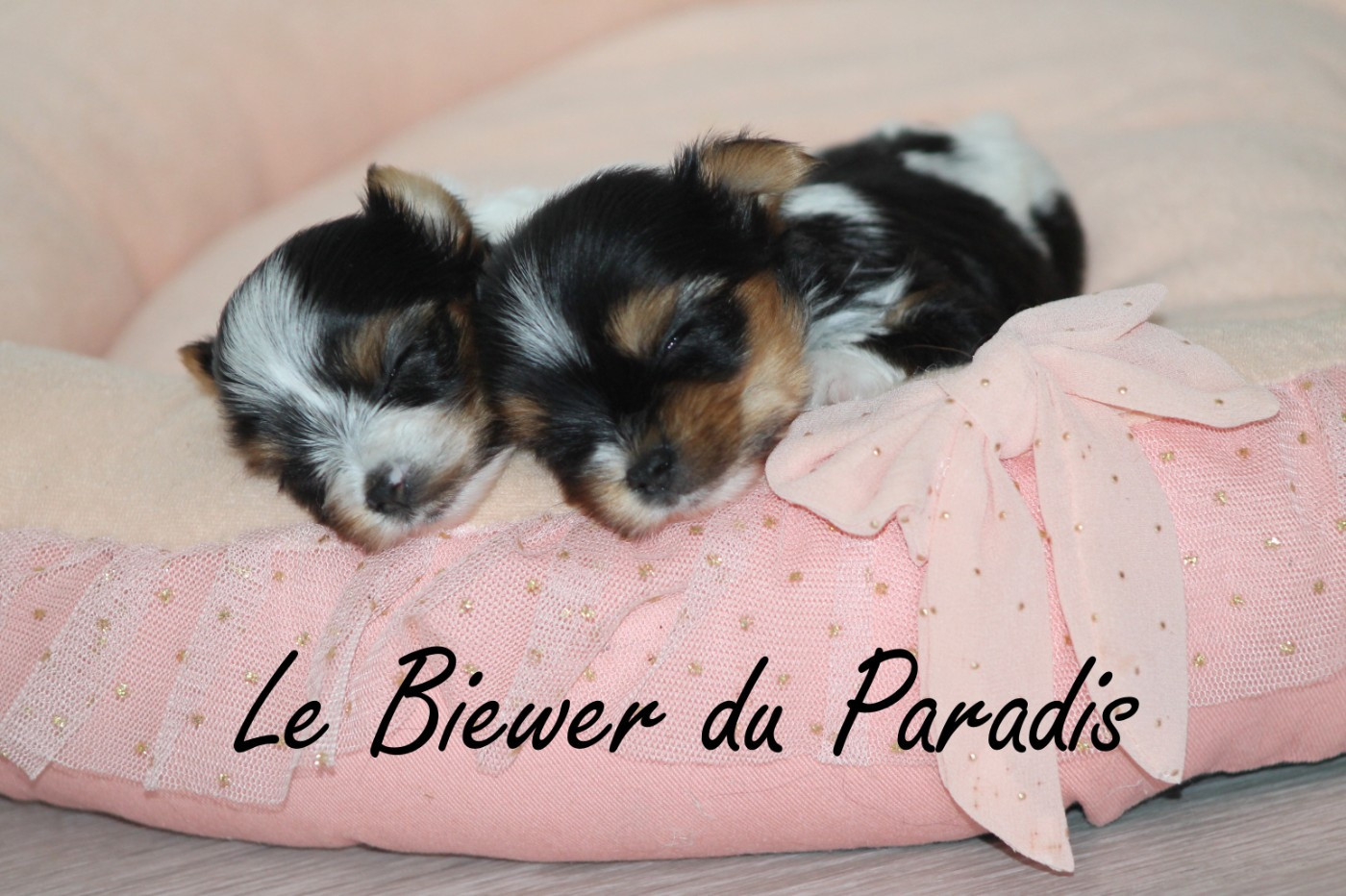 DES BB BIEWERS A NAITRE LE 25 JANVIER !!!