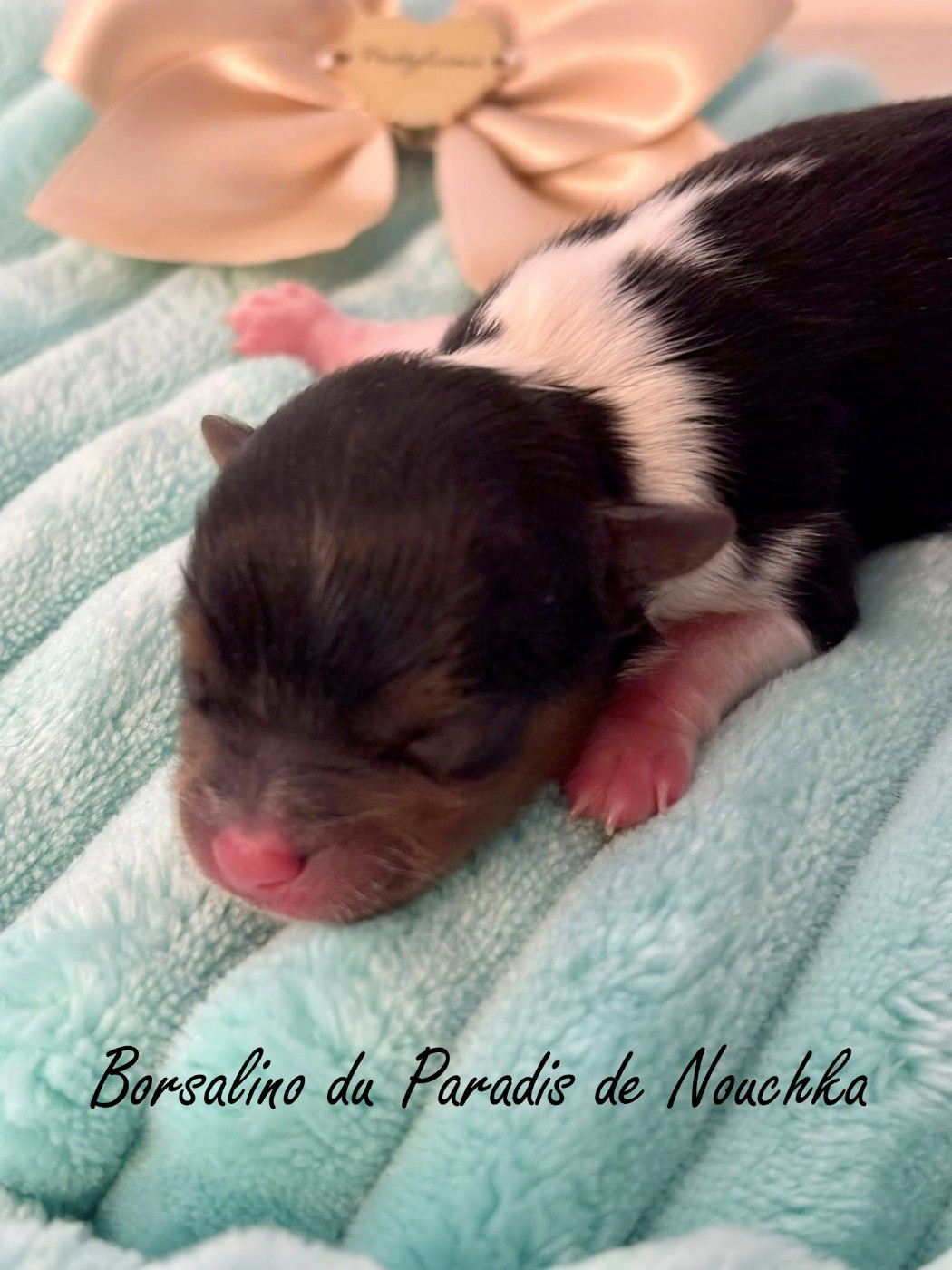 Du Paradis De Nouchka - Chiots disponibles - Biewer Terrier