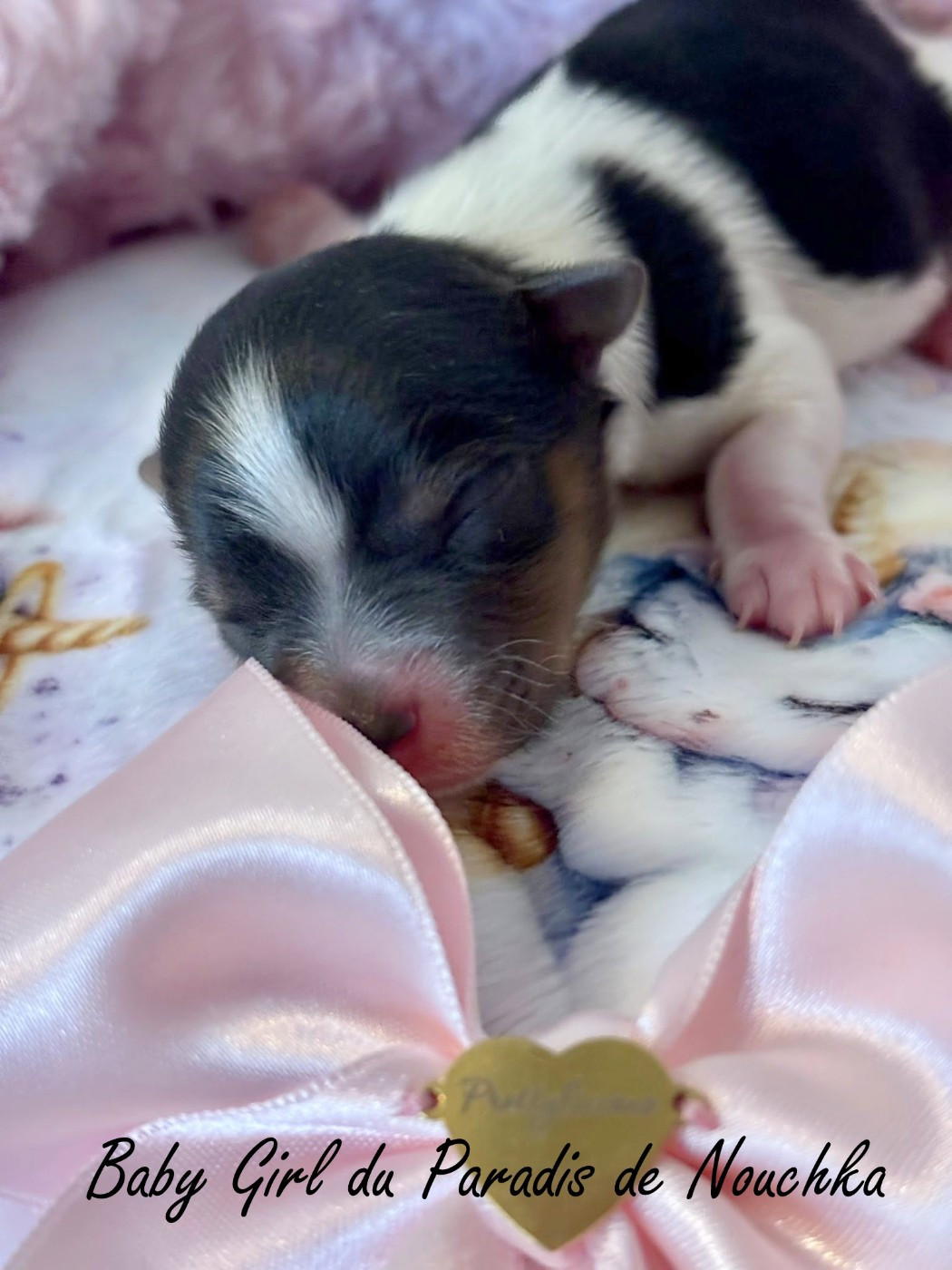 Du Paradis De Nouchka - Chiots disponibles - Biewer Terrier