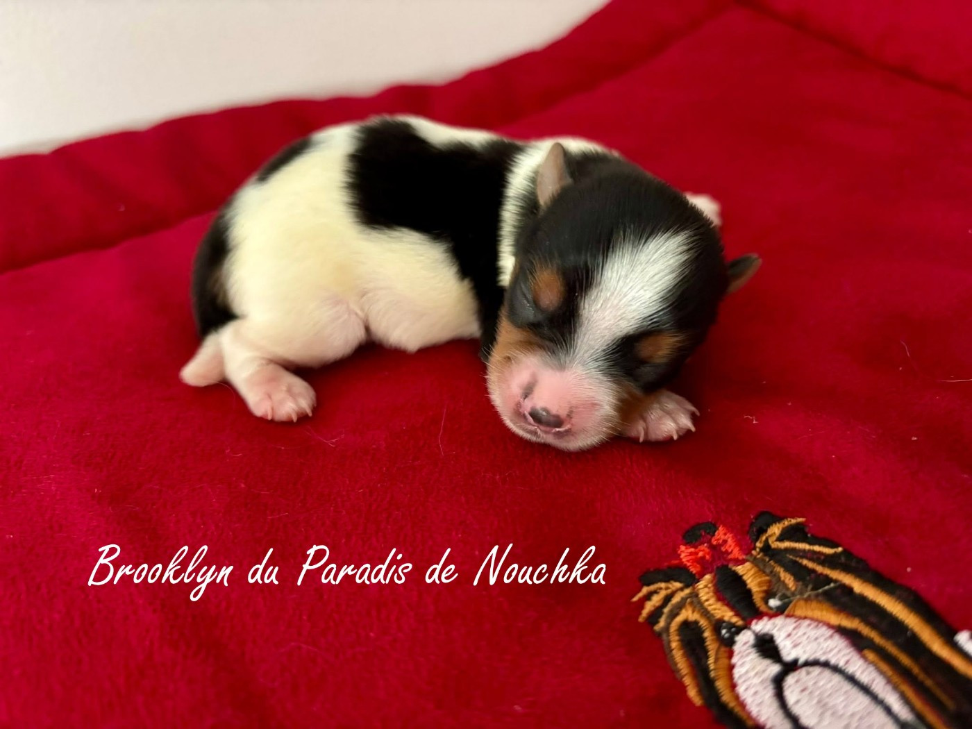 Du Paradis De Nouchka - Chiots disponibles - Biewer Terrier