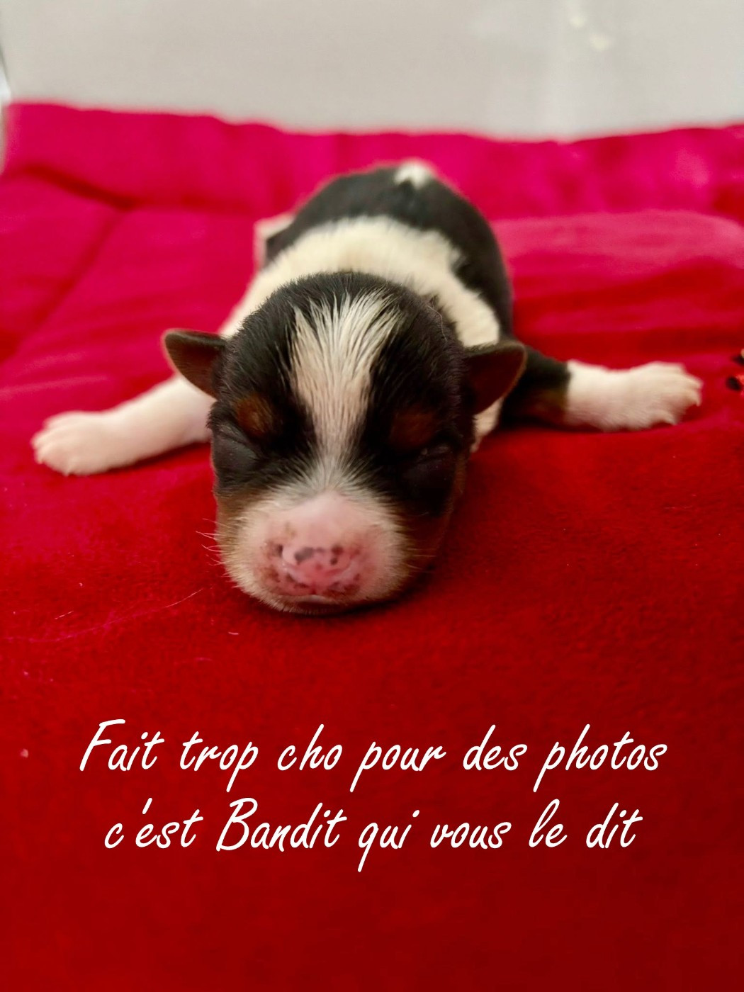 Du Paradis De Nouchka - Chiots disponibles - Biewer Terrier