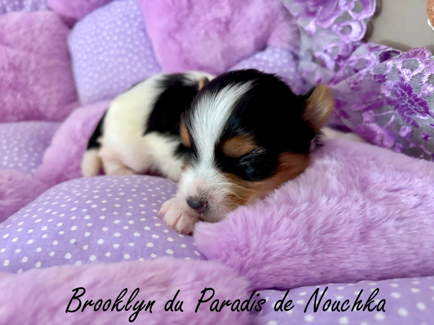 Du Paradis De Nouchka - Chiots disponibles - Biewer Terrier