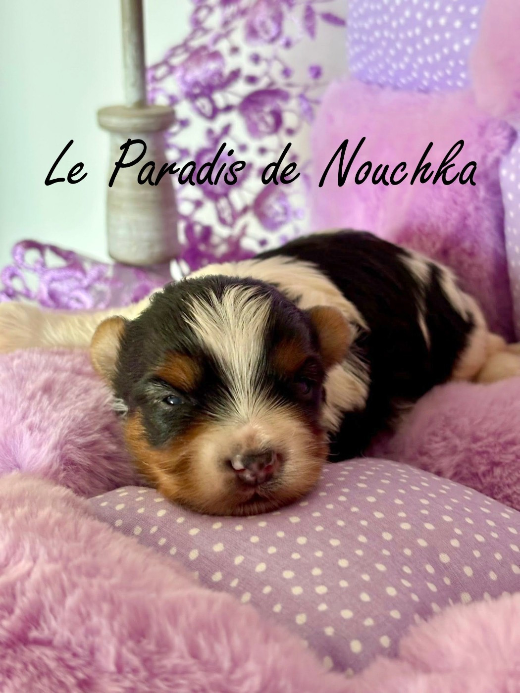 Du Paradis De Nouchka - Chiots disponibles - Biewer Terrier