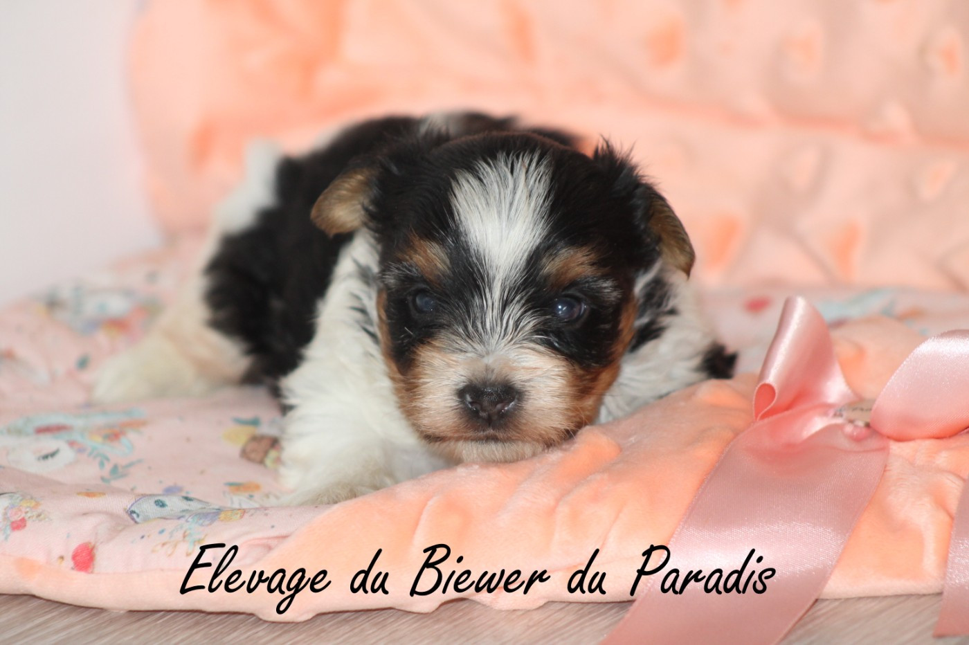 Du Paradis De Nouchka - Chiots disponibles - Biewer Terrier