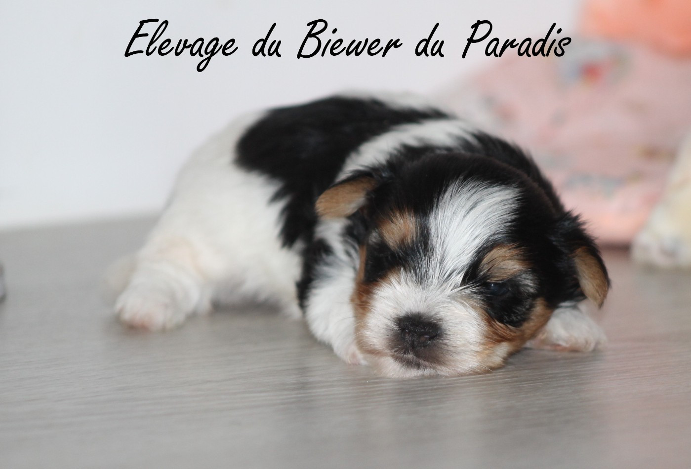 Du Paradis De Nouchka - Chiots disponibles - Biewer Terrier