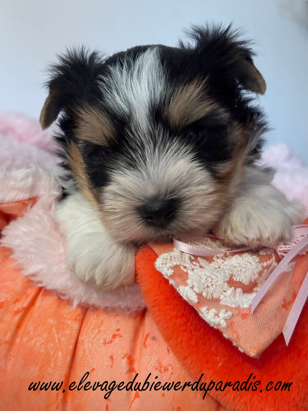 Du Paradis De Nouchka - Chiots disponibles - Biewer Terrier