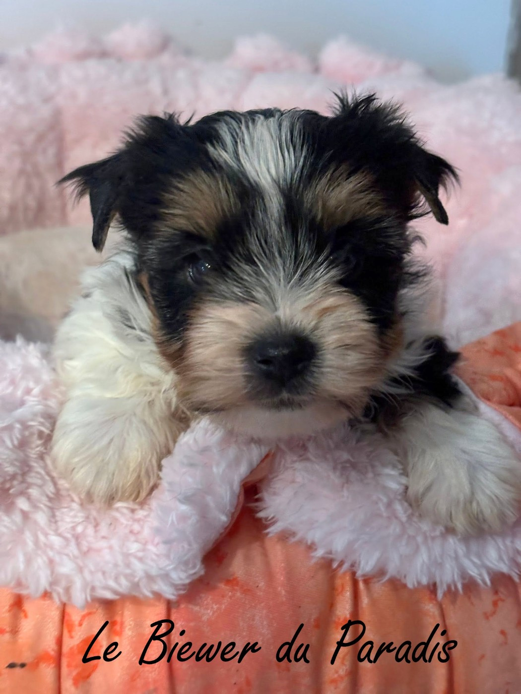 Du Paradis De Nouchka - Chiots disponibles - Biewer Terrier