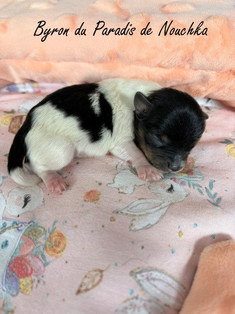 Du Paradis De Nouchka - Chiots disponibles - Biewer Terrier