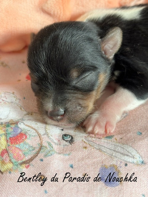 Du Paradis De Nouchka - Chiots disponibles - Biewer Terrier