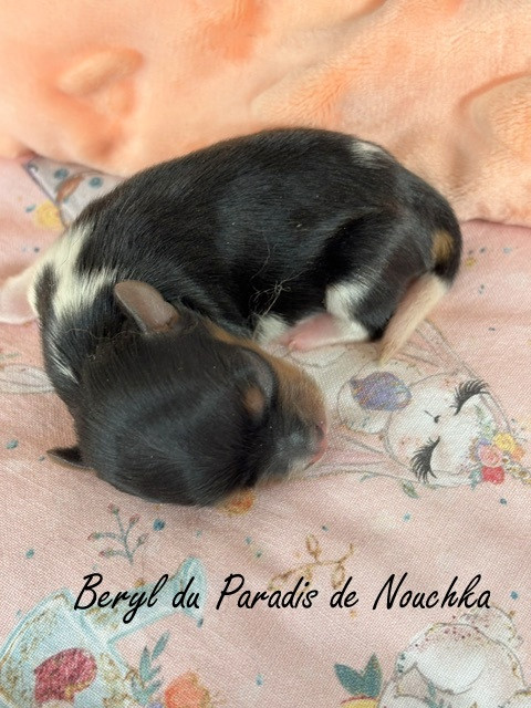 Du Paradis De Nouchka - Chiots disponibles - Biewer Terrier