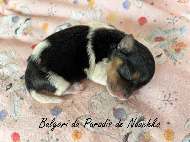 Du Paradis De Nouchka - Chiots disponibles - Biewer Terrier