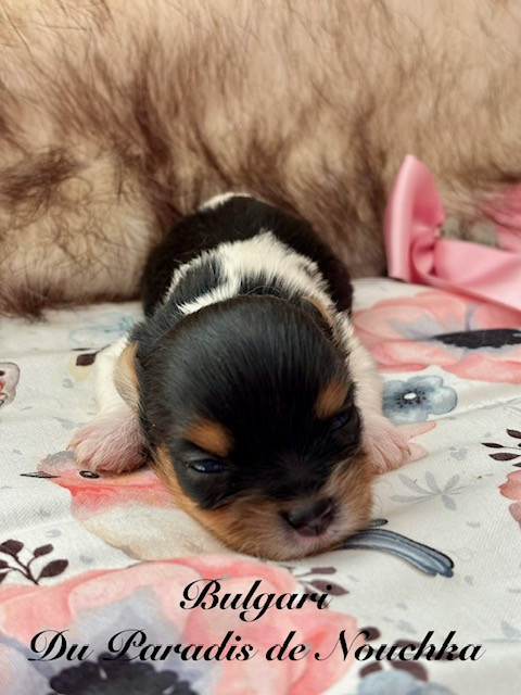 Du Paradis De Nouchka - Chiots disponibles - Biewer Terrier