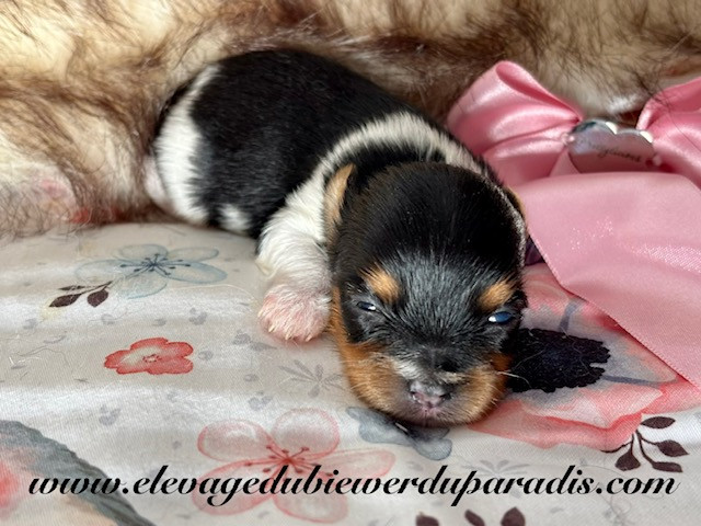 Du Paradis De Nouchka - Chiots disponibles - Biewer Terrier