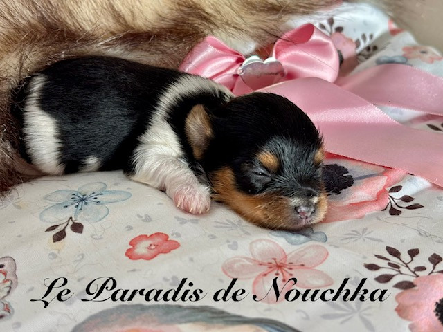 Du Paradis De Nouchka - Chiots disponibles - Biewer Terrier