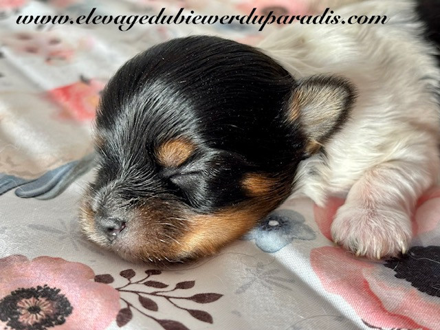 Du Paradis De Nouchka - Chiots disponibles - Biewer Terrier